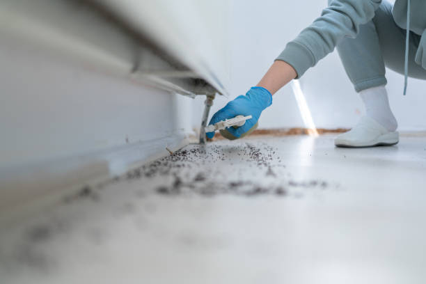 Best Wasp Removal Services  in Dickson City, PA